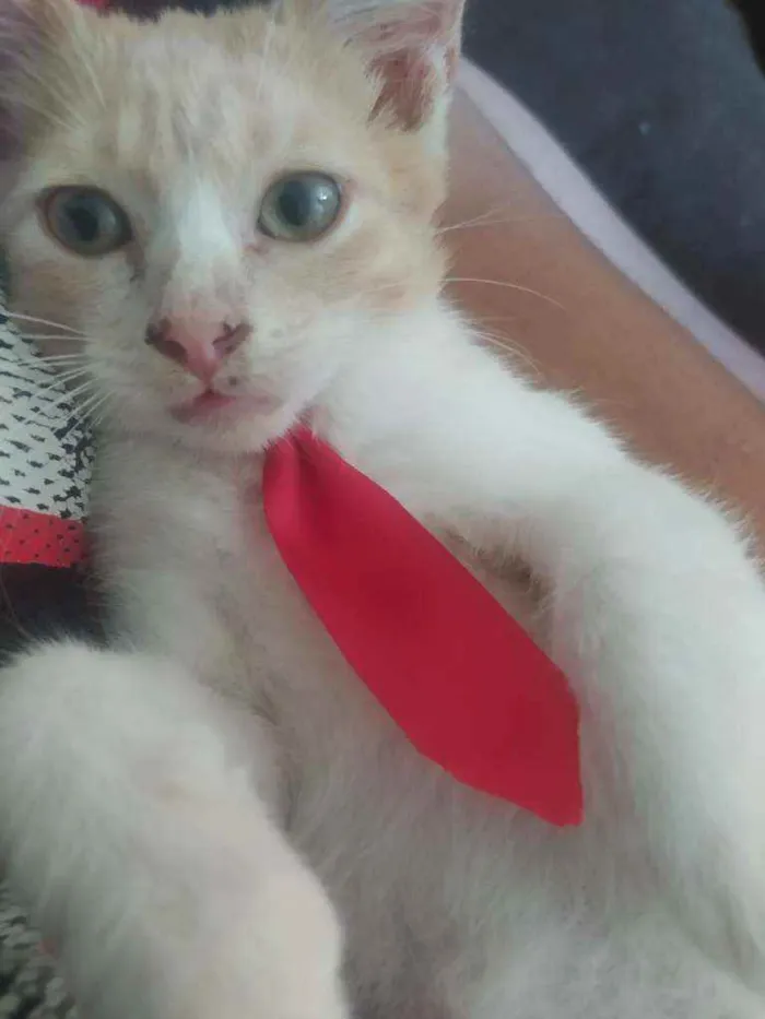 Gato raça SRD idade 2 a 6 meses nome Amarelinho