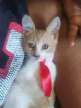 Amarelinho