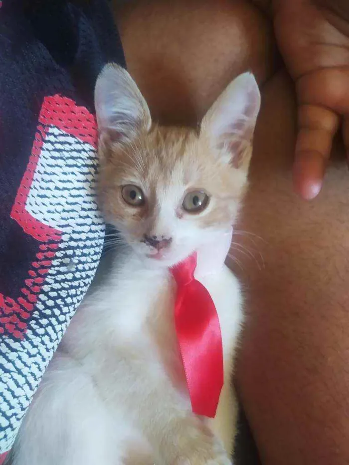 Gato raça SRD idade 2 a 6 meses nome Amarelinho