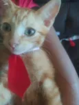 Amarelinho