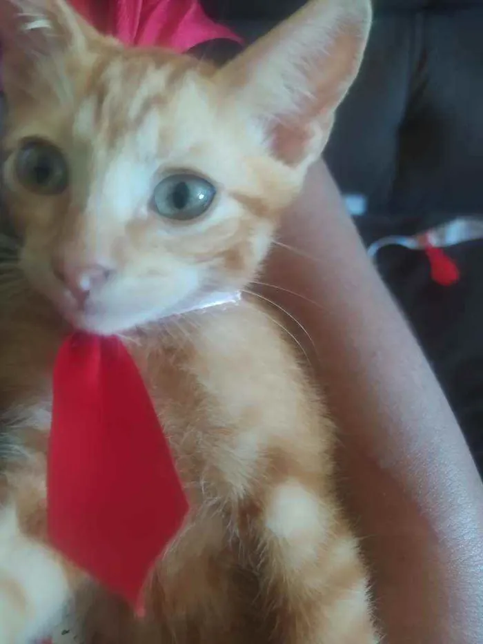 Gato raça SRD idade 2 a 6 meses nome Amarelinho