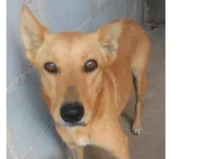 Cachorro raça SRD idade 1 ano nome Bela