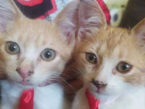 Gato raça SRD idade 2 a 6 meses nome Amarelinho