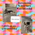 Jasmin