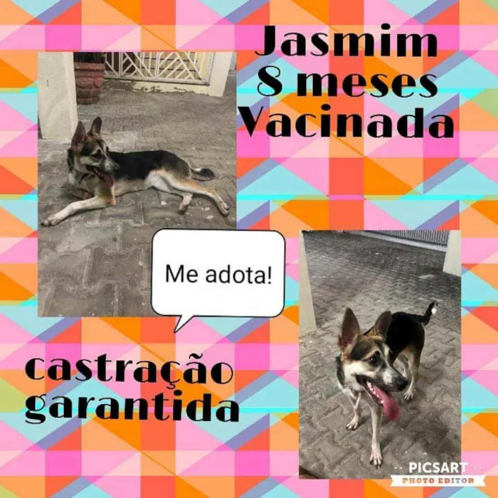 Cachorro ra a Srd idade 7 a 11 meses nome Jasmin