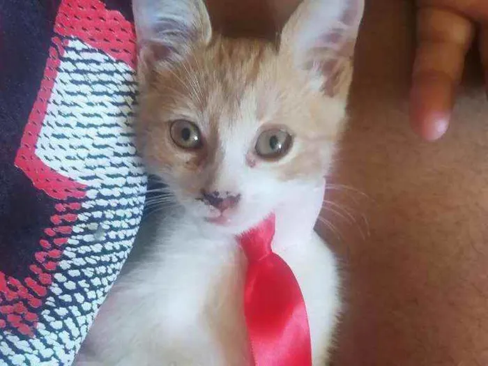 Gato raça SRD idade 2 a 6 meses nome Amarelinho