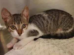 Gato raça SRD idade 2 a 6 meses nome ATENA