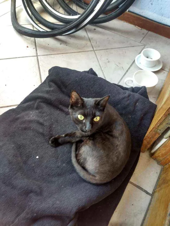 Gato ra a Srd idade 7 a 11 meses nome Banguela