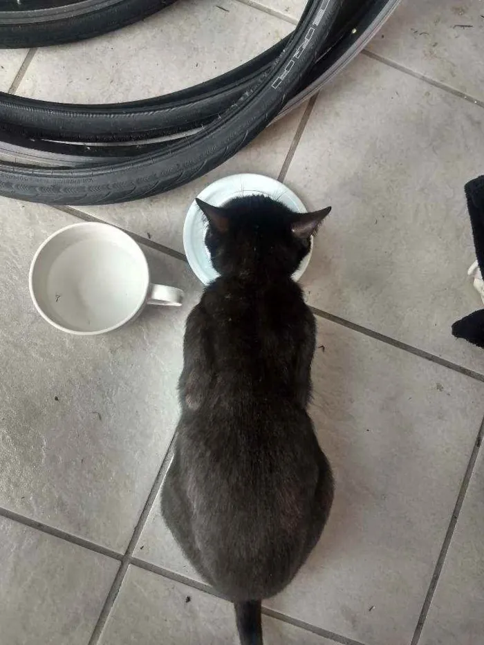 Gato ra a Srd idade 7 a 11 meses nome Banguela