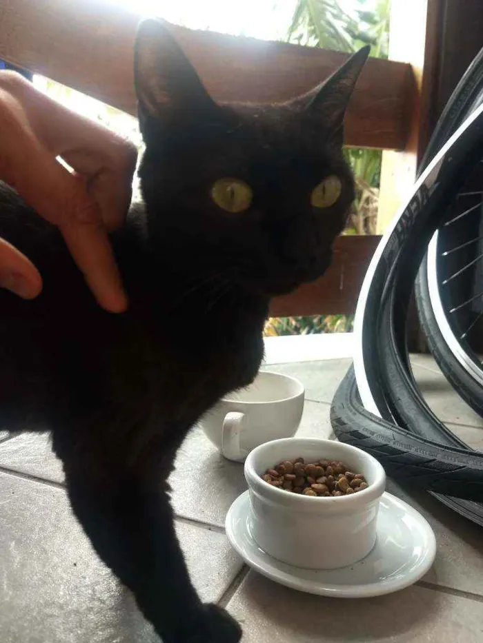 Gato ra a Srd idade 7 a 11 meses nome Banguela