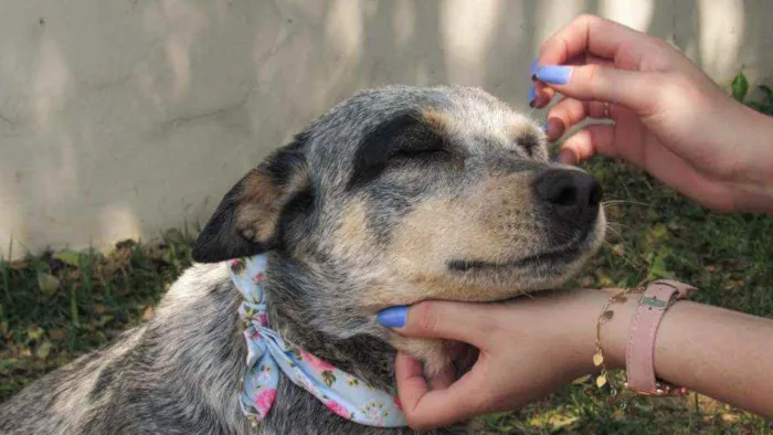 Cachorro ra a Blue Heeler idade 6 ou mais anos nome Lana