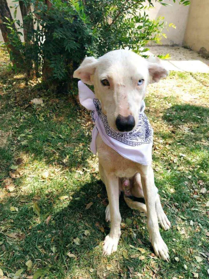 Cachorro ra a SRD idade 1 ano nome Logan