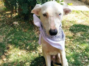 Cachorro raça SRD idade 1 ano nome Logan