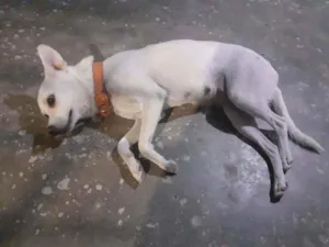 Cachorro raça Vira lata idade 3 anos nome Branca