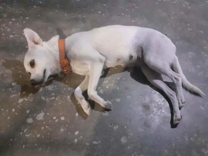 Cachorro ra a Vira lata idade 3 anos nome Branca