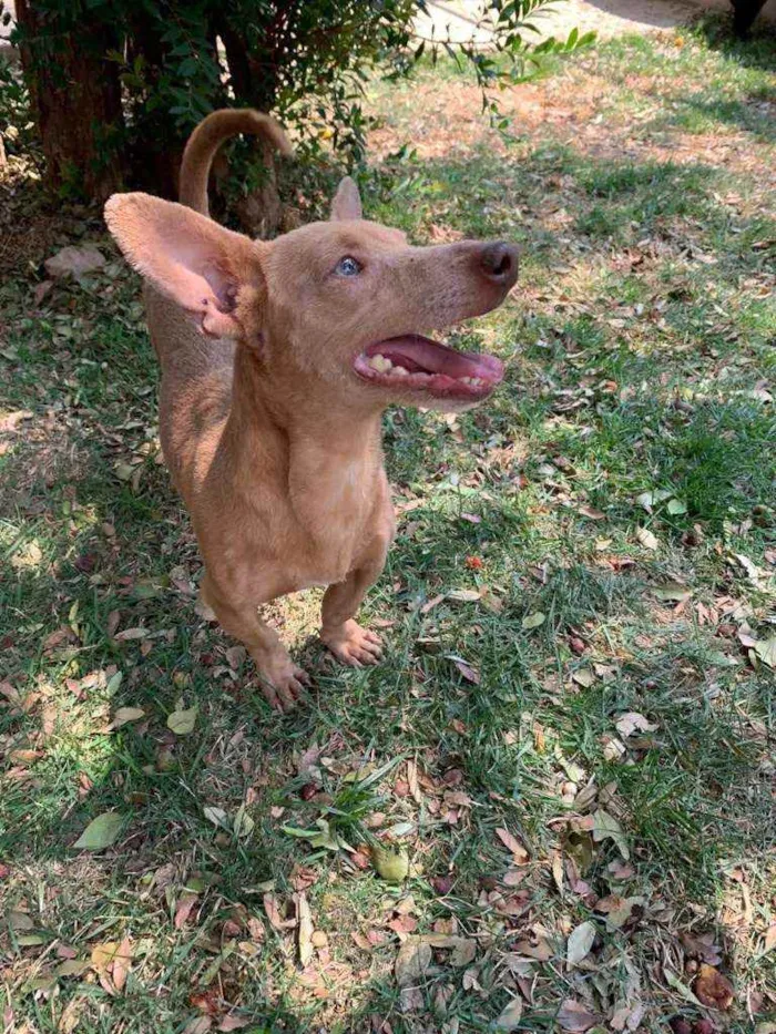 Cachorro ra a SRD idade 2 anos nome Alemão 