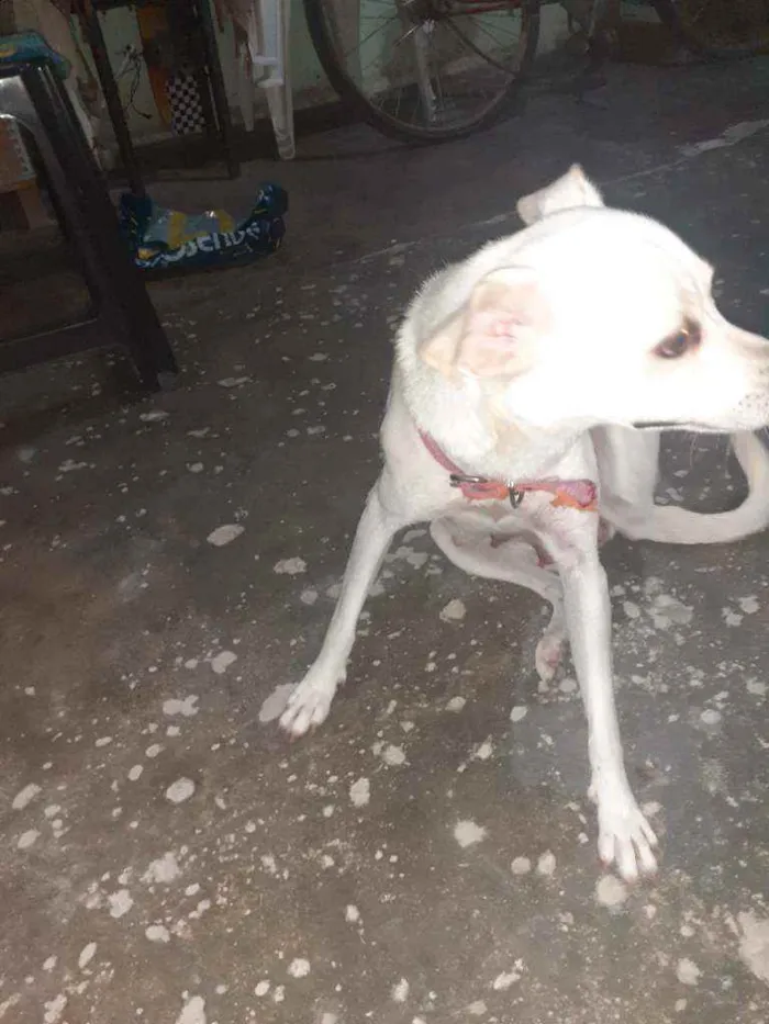 Cachorro ra a Vira lata idade 3 anos nome Branca