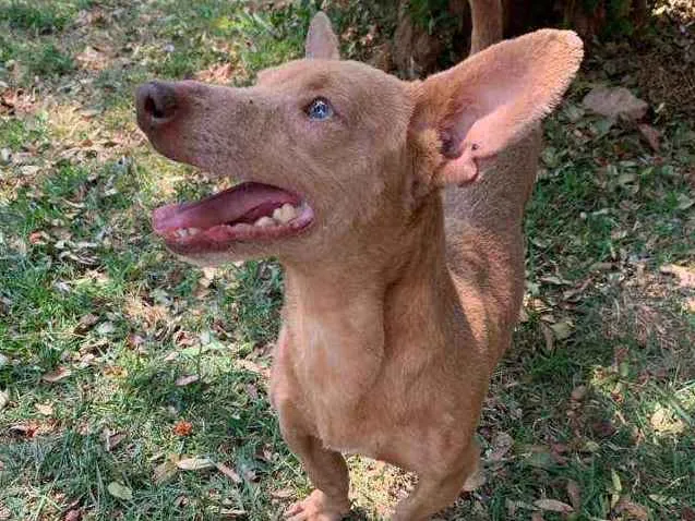 Cachorro ra a SRD idade 2 anos nome Alemão 