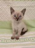 LEVI