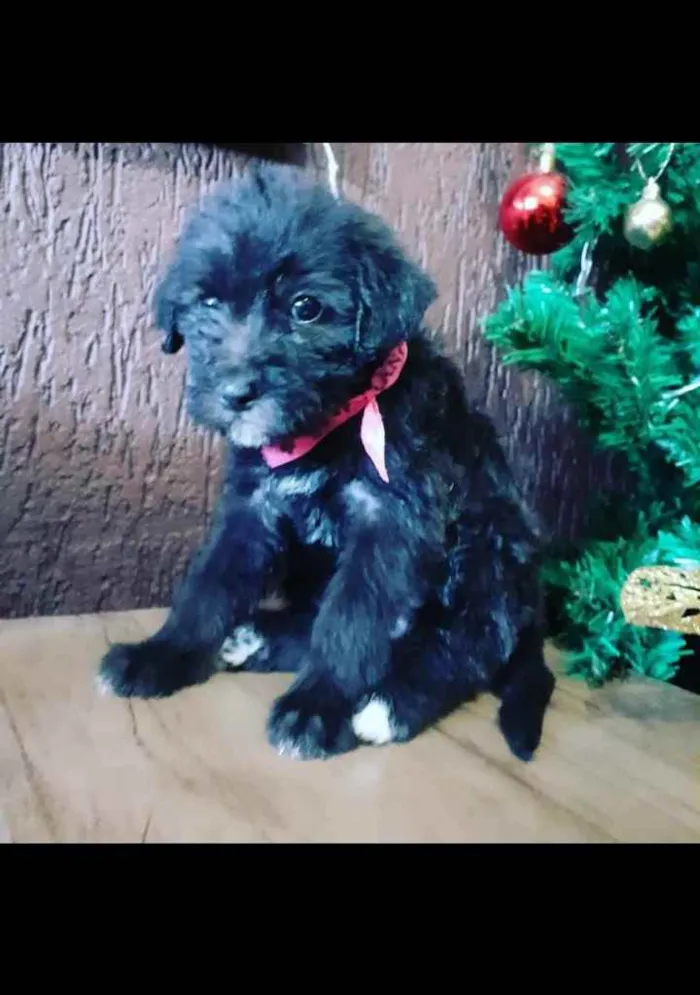 Cachorro raça Não definida  idade Abaixo de 2 meses nome Luna 