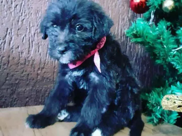 Cachorro raça Não definida  idade Abaixo de 2 meses nome Luna 