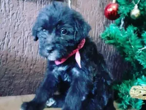 Cachorro raça Não definida  idade Abaixo de 2 meses nome Luna 