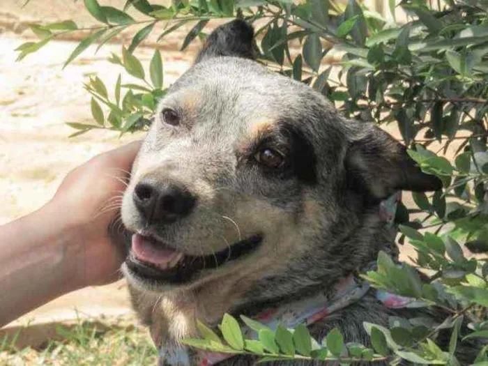 Cachorro ra a Blue Heeler idade 6 ou mais anos nome Lana