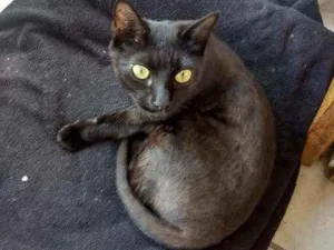 Gato raça Srd idade 7 a 11 meses nome Banguela
