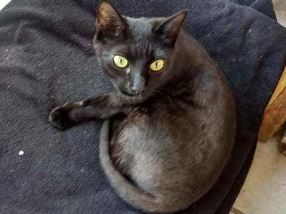 Gato ra a Srd idade 7 a 11 meses nome Banguela
