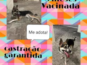 Cachorro raça Srd idade 7 a 11 meses nome Jasmin