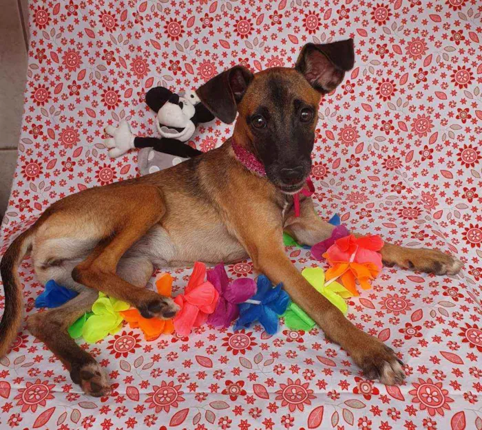 Cachorro ra a SRD idade 2 a 6 meses nome MULAN 