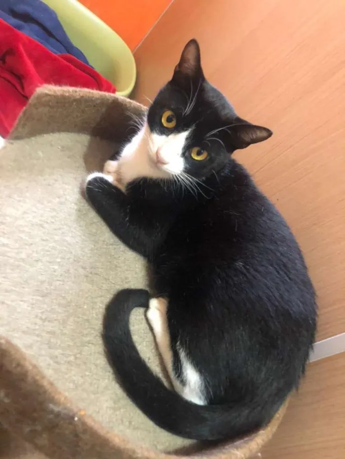 Gato raça SRD-ViraLata idade 1 ano nome Kevin