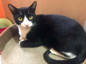 Gato raça SRD-ViraLata idade 1 ano nome Kevin