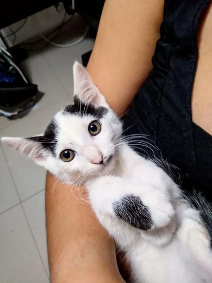 Gato raça SRD-ViraLata idade 2 a 6 meses nome Barry