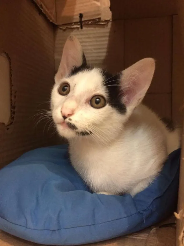 Gato raça SRD-ViraLata idade 2 a 6 meses nome Barry