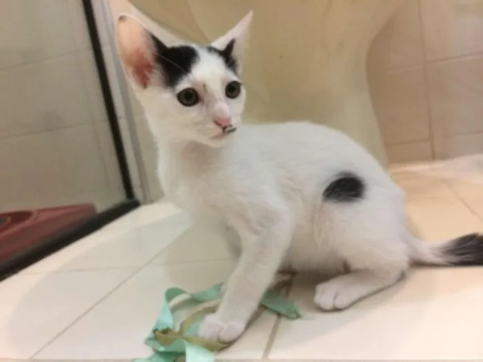 Gato raça SRD-ViraLata idade 2 a 6 meses nome Barry