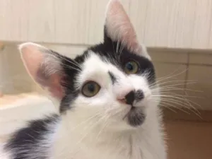 Gato raça SRD-ViraLata idade 2 a 6 meses nome Nora