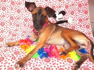 Cachorro raça SRD idade 2 a 6 meses nome MULAN 