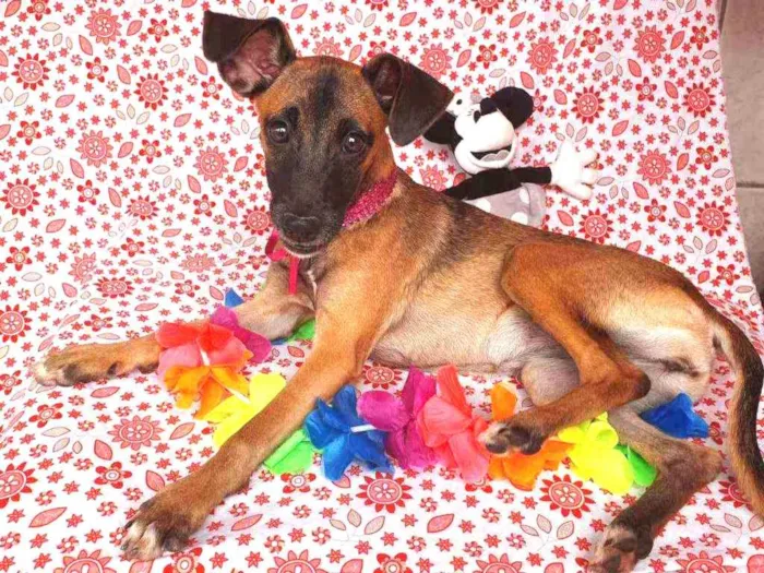 Cachorro ra a SRD idade 2 a 6 meses nome MULAN 