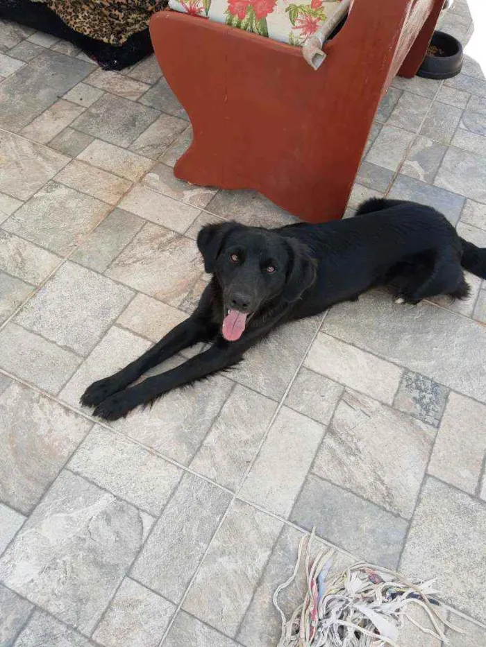 Cachorro ra a Mistura labrador com SRD idade 7 a 11 meses nome Barriquelo