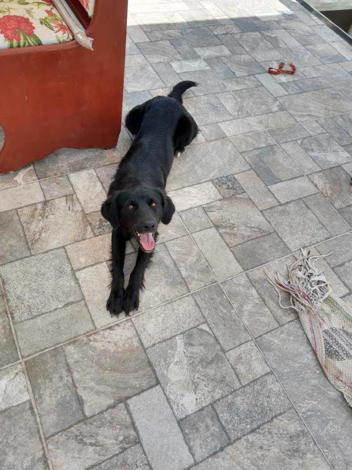 Cachorro ra a Mistura labrador com SRD idade 7 a 11 meses nome Barriquelo