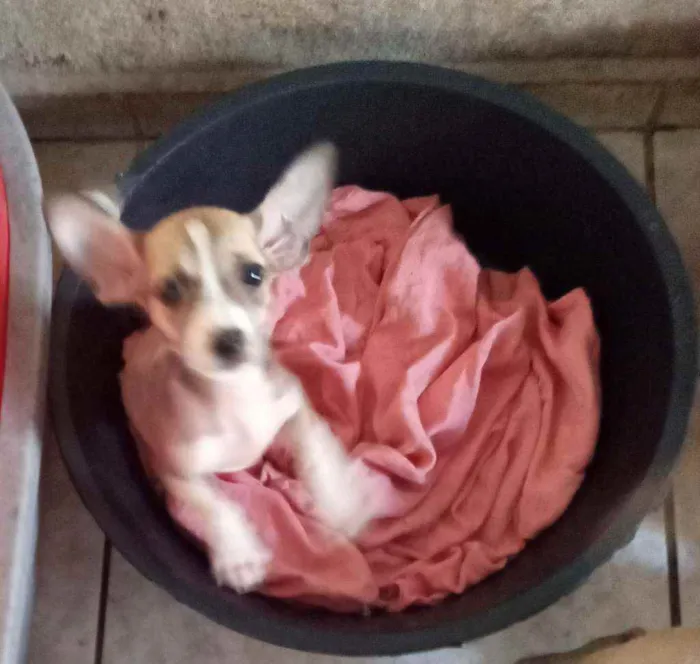 Cachorro ra a Srd idade 2 a 6 meses nome Pingo