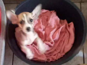 Cachorro raça Srd idade 2 a 6 meses nome Pingo
