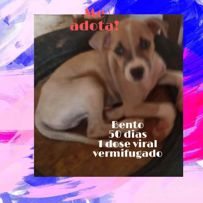 Cachorro ra a Srd idade 2 a 6 meses nome Bento