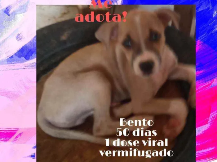 Cachorro ra a Srd idade 2 a 6 meses nome Bento
