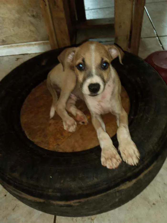 Cachorro ra a Srd idade 2 a 6 meses nome Bento