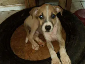 Cachorro raça Srd idade 2 a 6 meses nome Bento