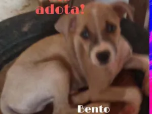 Cachorro raça Srd idade 2 a 6 meses nome Bento