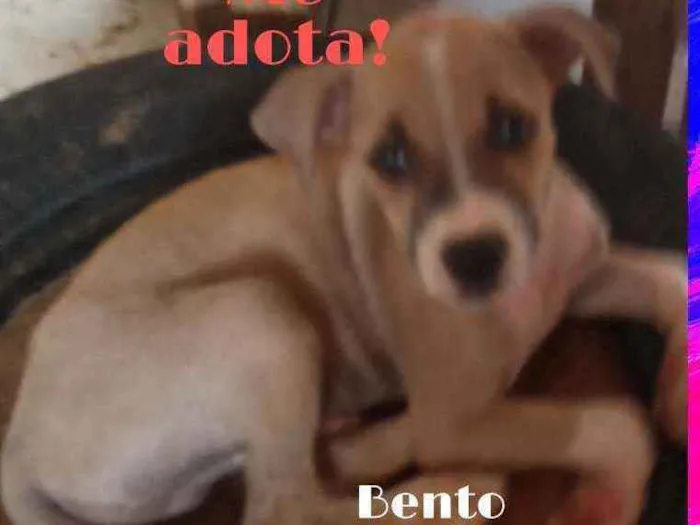 Cachorro ra a Srd idade 2 a 6 meses nome Bento