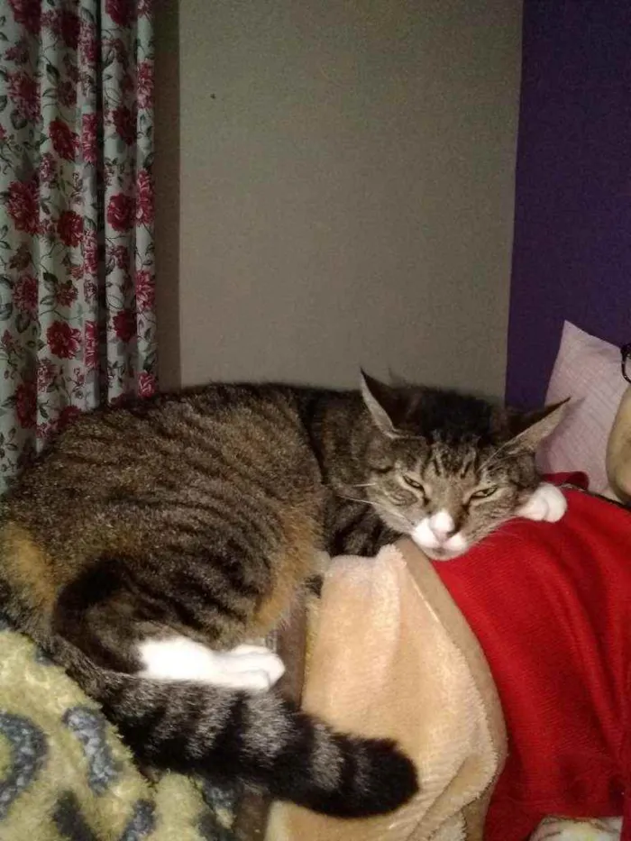 Gato raça Sem raça definida idade 1 ano nome Nina